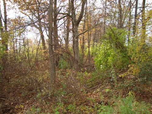 Property photo 4 - 24.8 Acre Absolute Real Estate Auction - Tillable Land with Pond and Woods